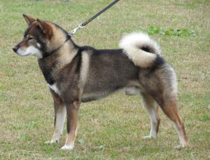 shikoku standing in a field on a leash