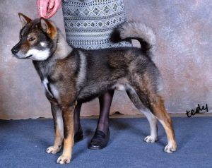 Akashima's Kochi Ken Shigaro