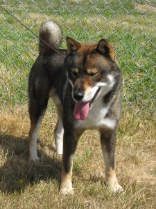 dog looking at the camera