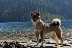 dog at the lake